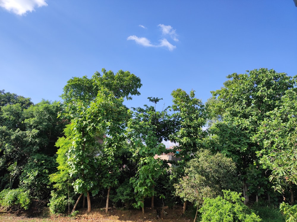 a group of trees that are next to each other