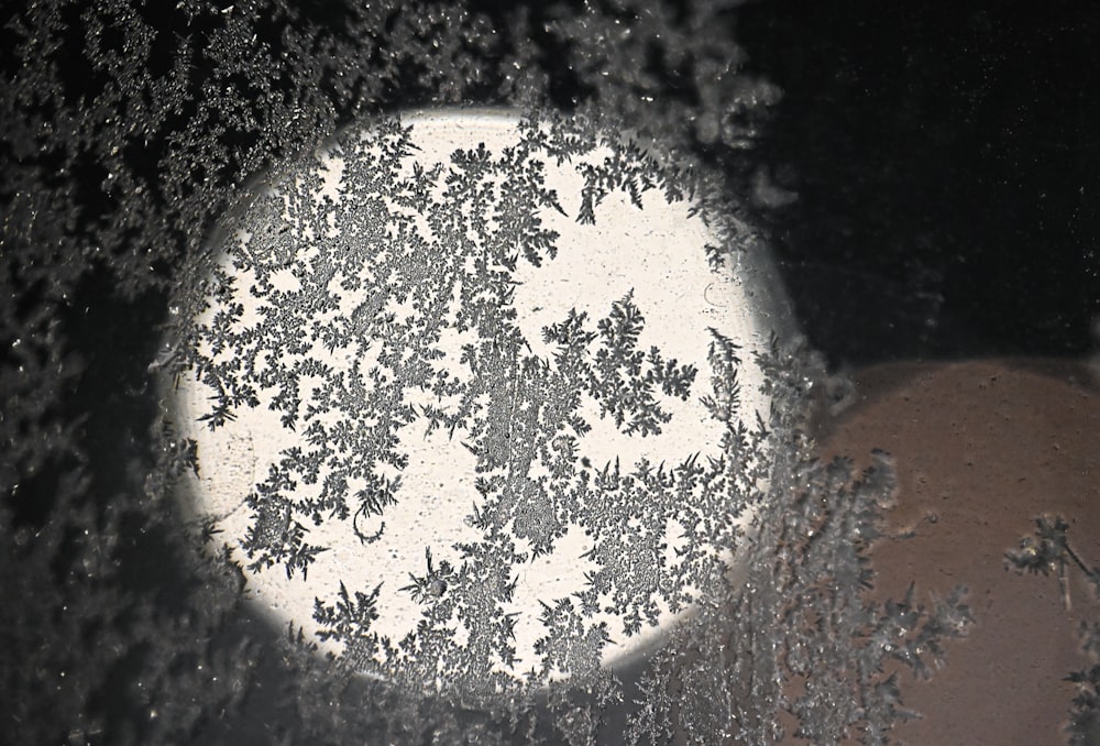 une photo en noir et blanc d’un arbre à l’extérieur d’une fenêtre