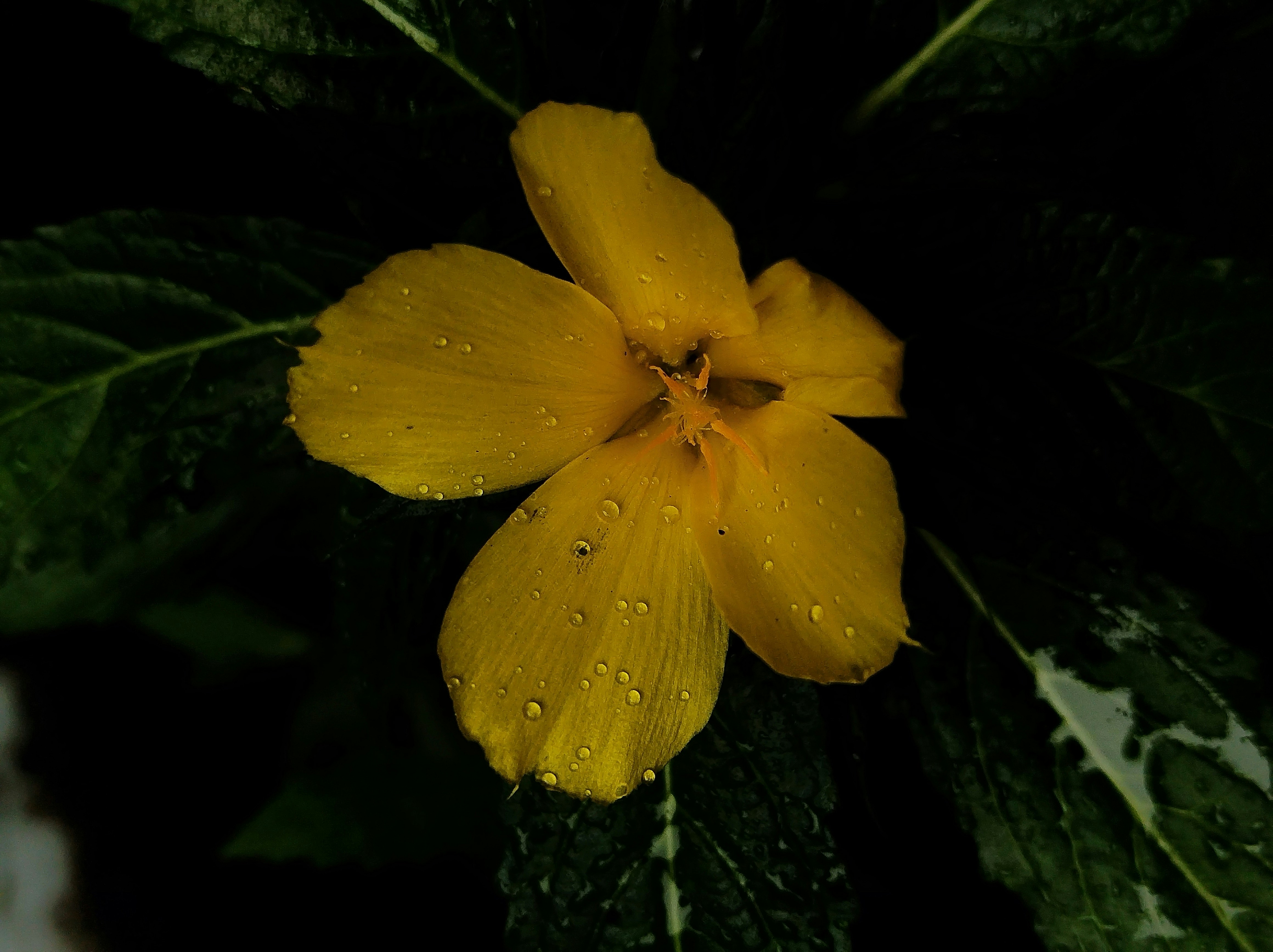 Photo by sanjusuryavanshi