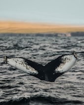 Close-up of a humpback whale tail