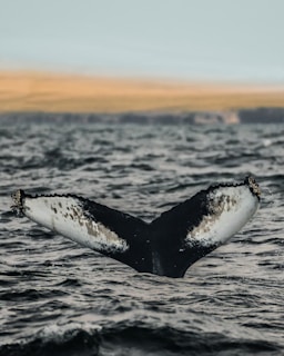 Close-up of a whale’s tail fin emerging from the ocean surface