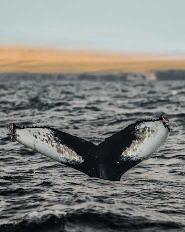 Close-up of a humpback whale’s tail splashing water during a Boca Chica tour.