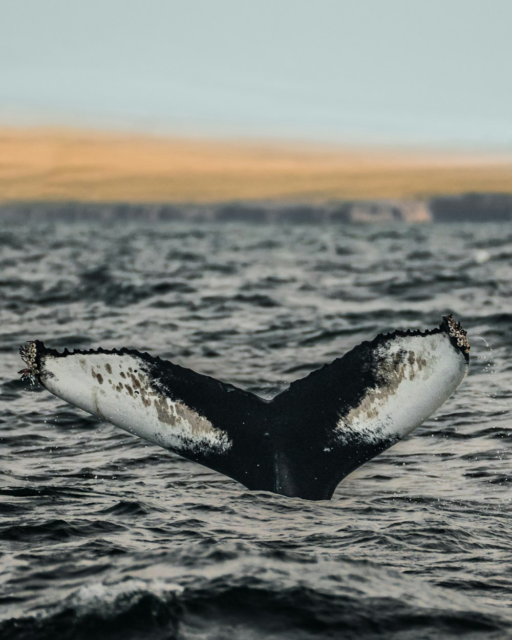 a whale's tail flups out of the water