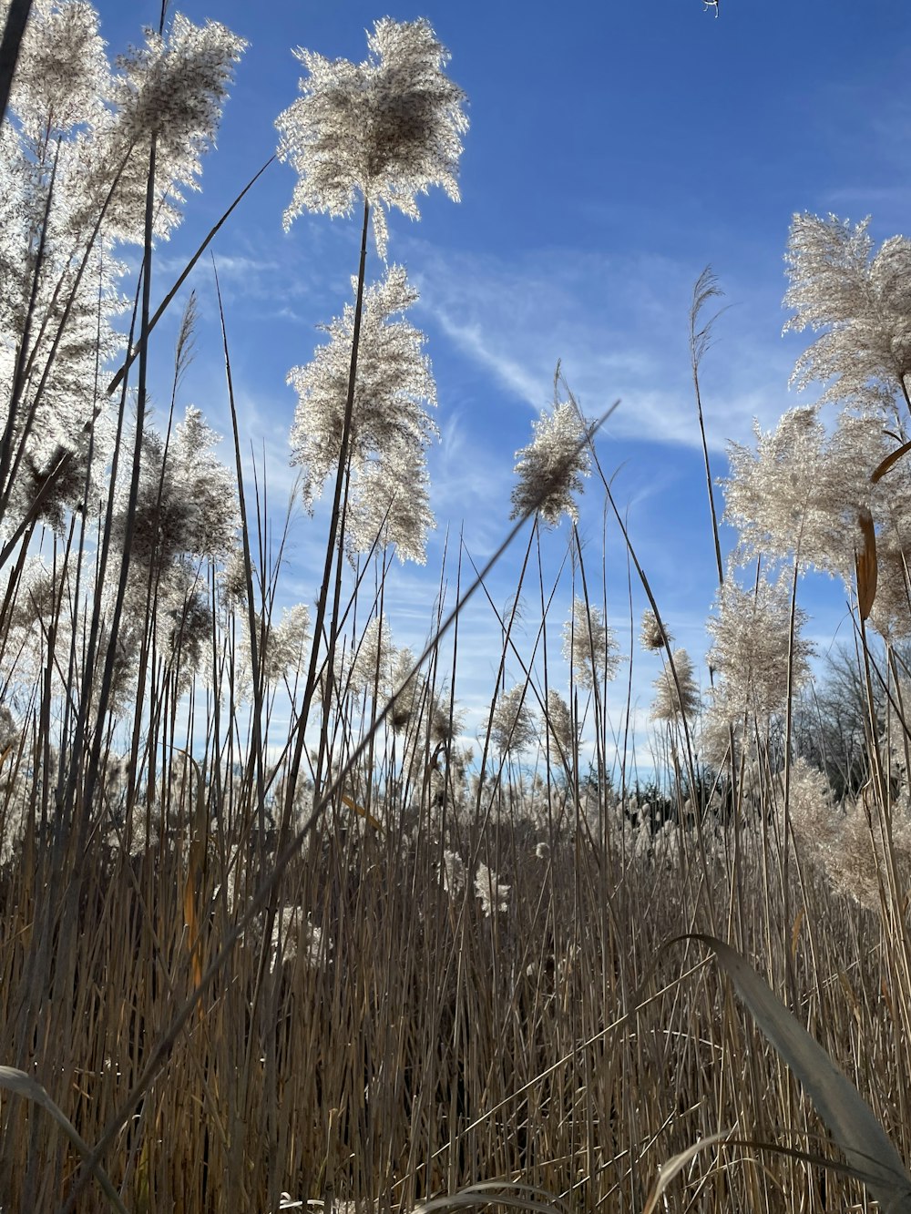 Ein Feld mit hohem Gras und blauem Himmel im Hintergrund