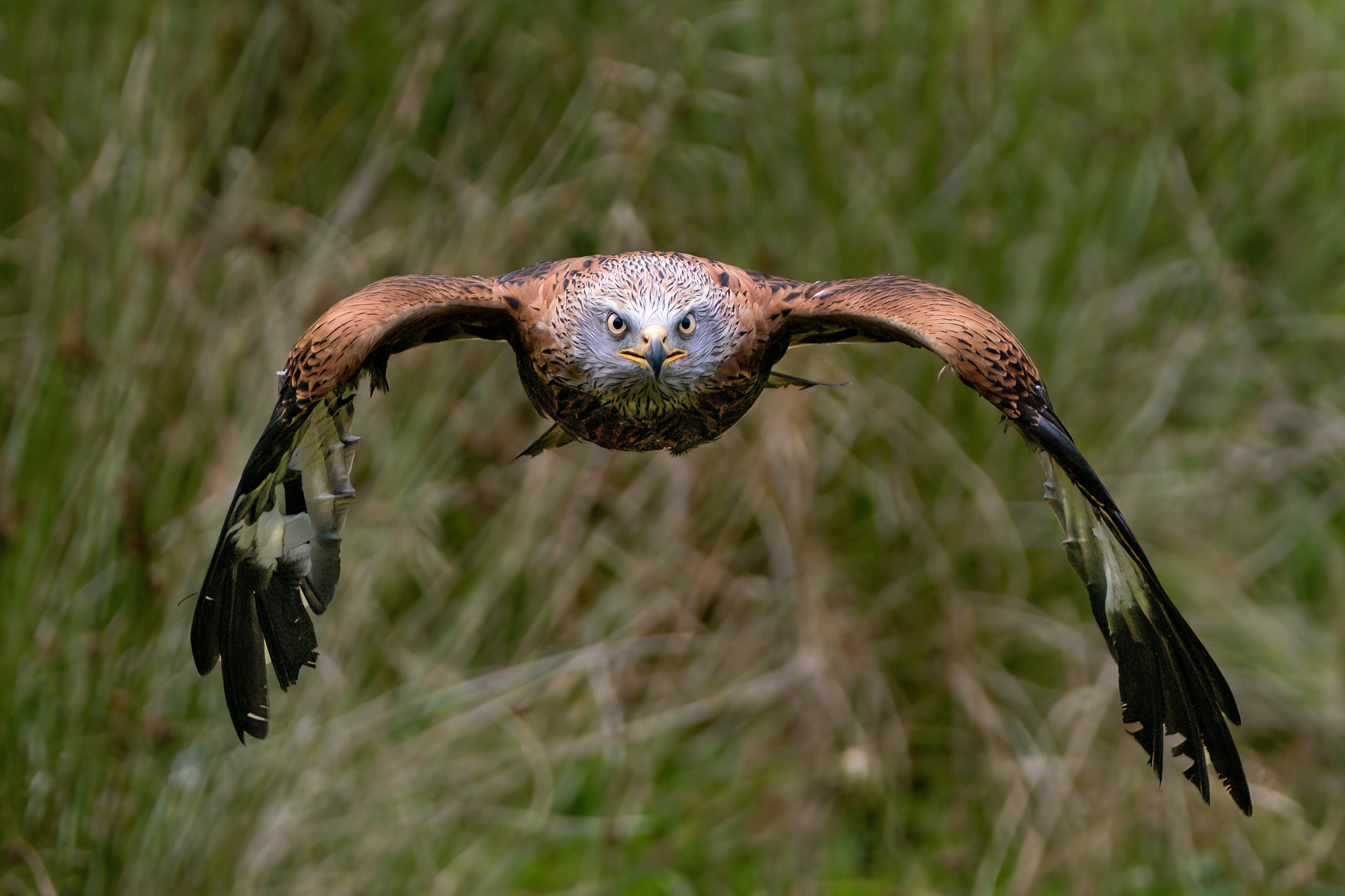 Photo by philrobson100