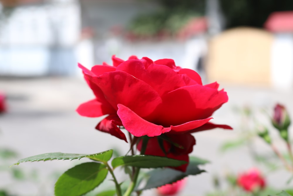 a close up of a red rose in a garden