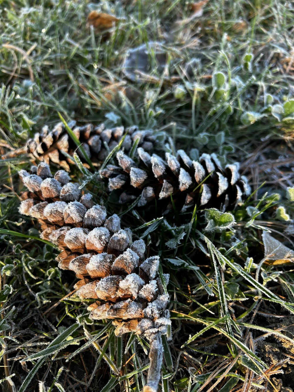a snow covered pine cone sitting in the grass