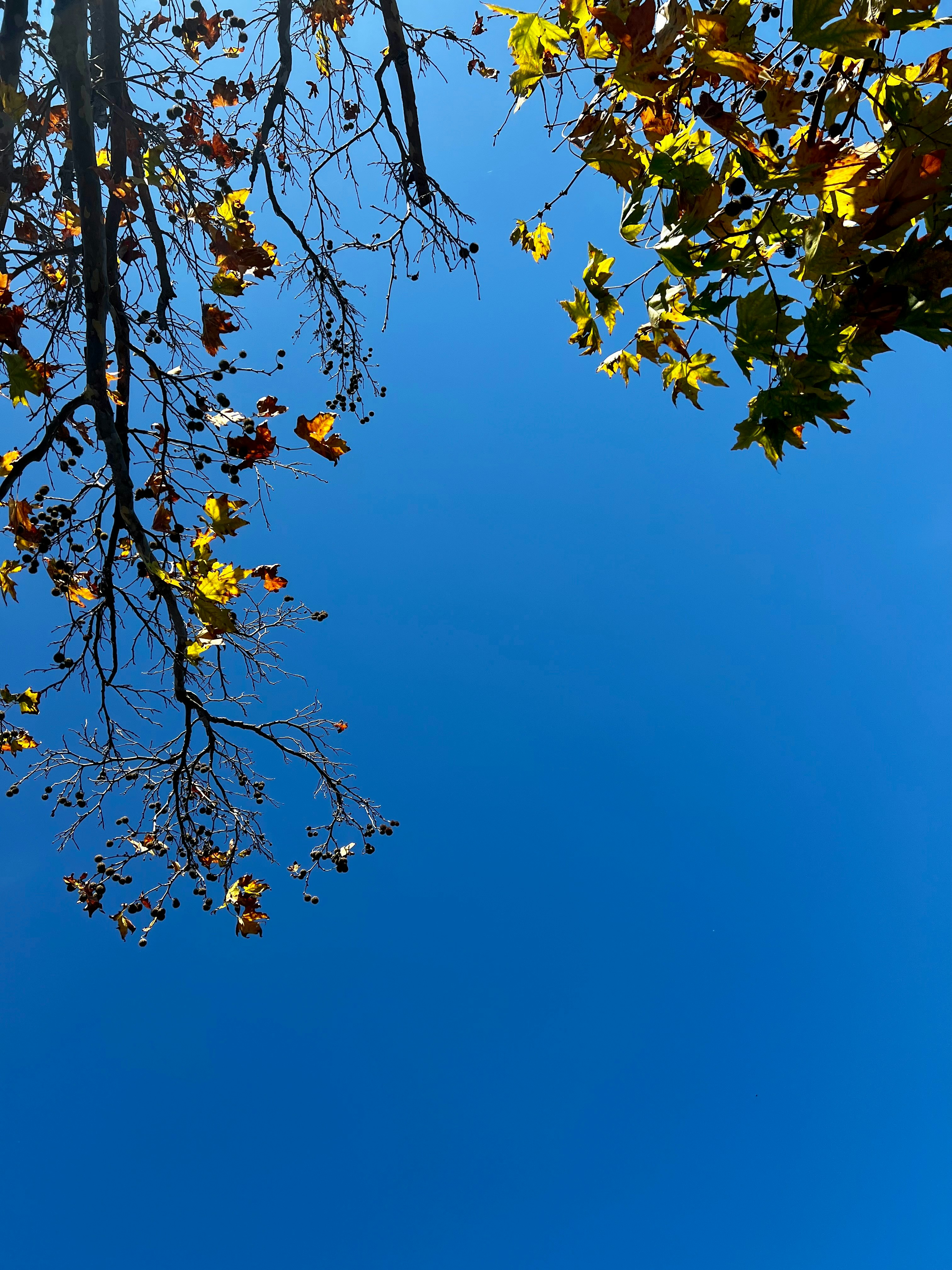 a clear blue sky with some leaves on it