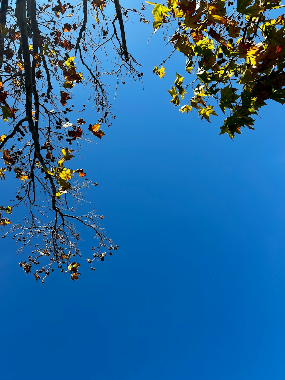 a clear blue sky with some leaves on it