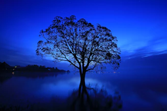 a tree in the middle of a body of water