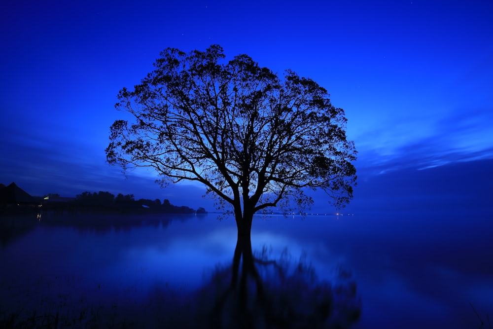 un albero in mezzo a uno specchio d'acqua