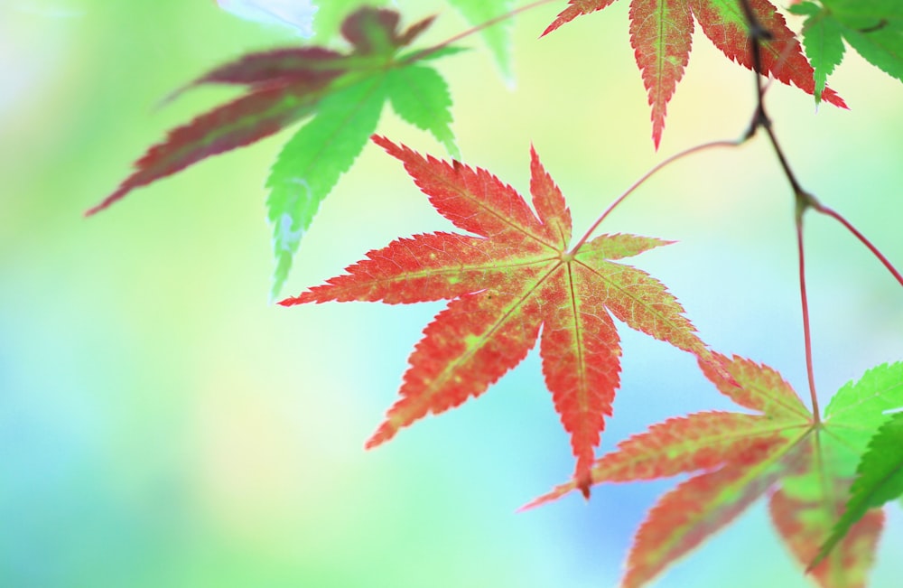 a close up of a red and green leaf