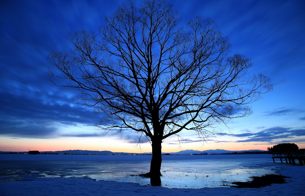 Un árbol solitario en medio de un lago congelado