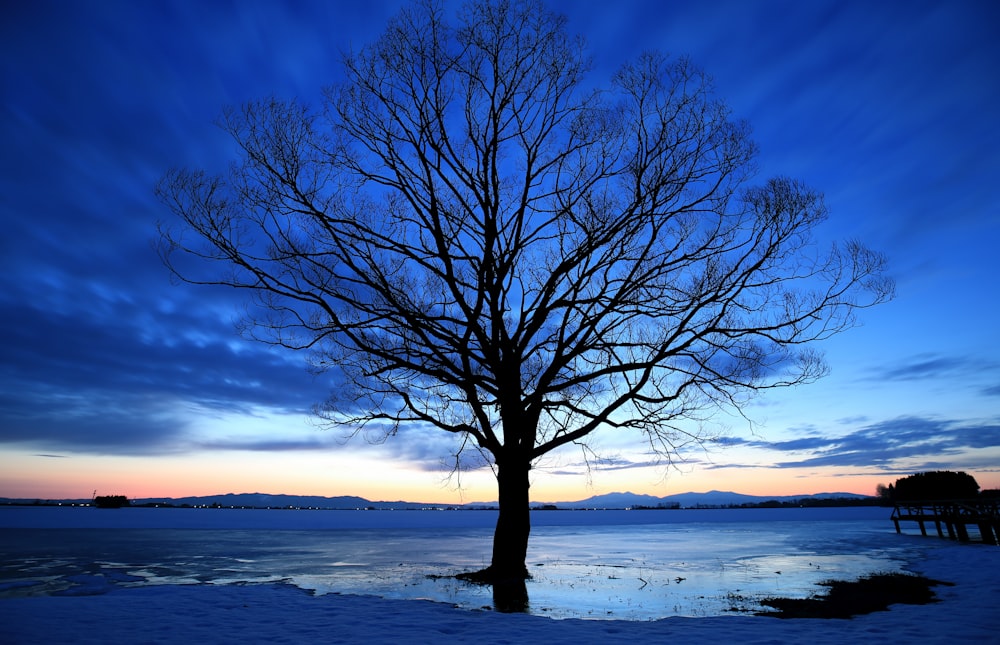 a lone tree in the middle of a frozen lake