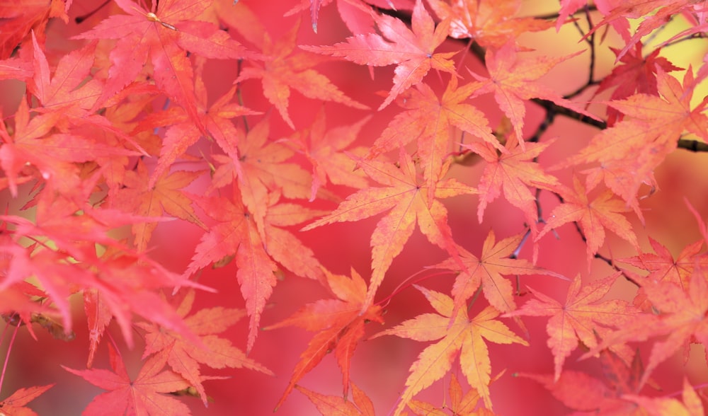 a close up of a tree with red leaves