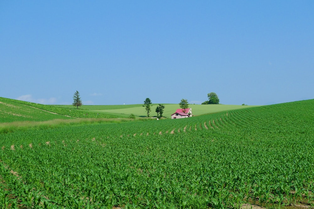 a green field with a house in the distance