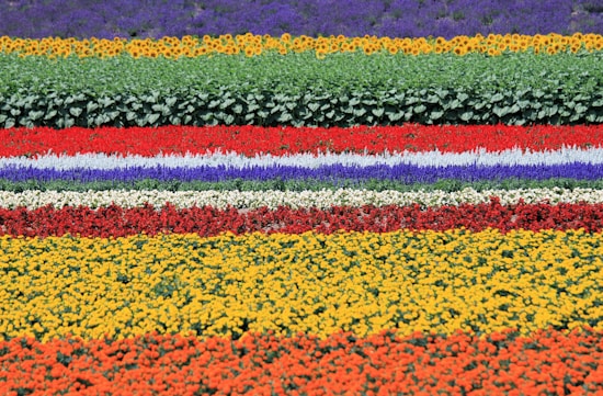 A highly colorful and orderly floral arrangement with horizontal rows of various flowers. The topmost row consists of vibrant purple flowers followed by rows of sunflowers, green foliage, red flowers, more green, orange, and yellow flowers. The arrangement creates a visually striking pattern reminiscent of a rainbow, showcasing the diverse and vivid palette of nature.