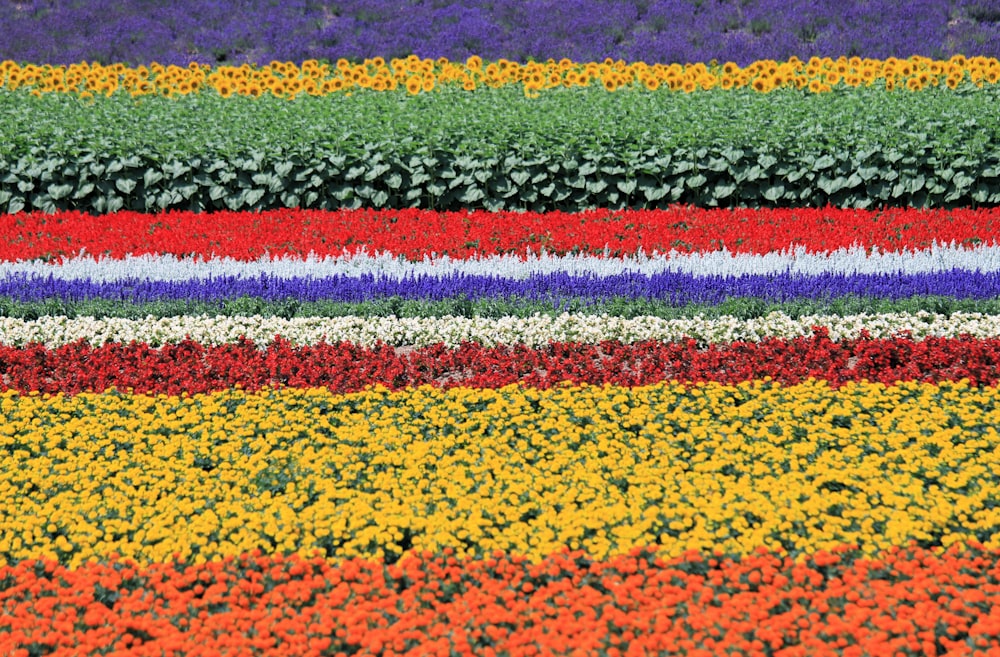 a field of flowers with a rainbow of colors
