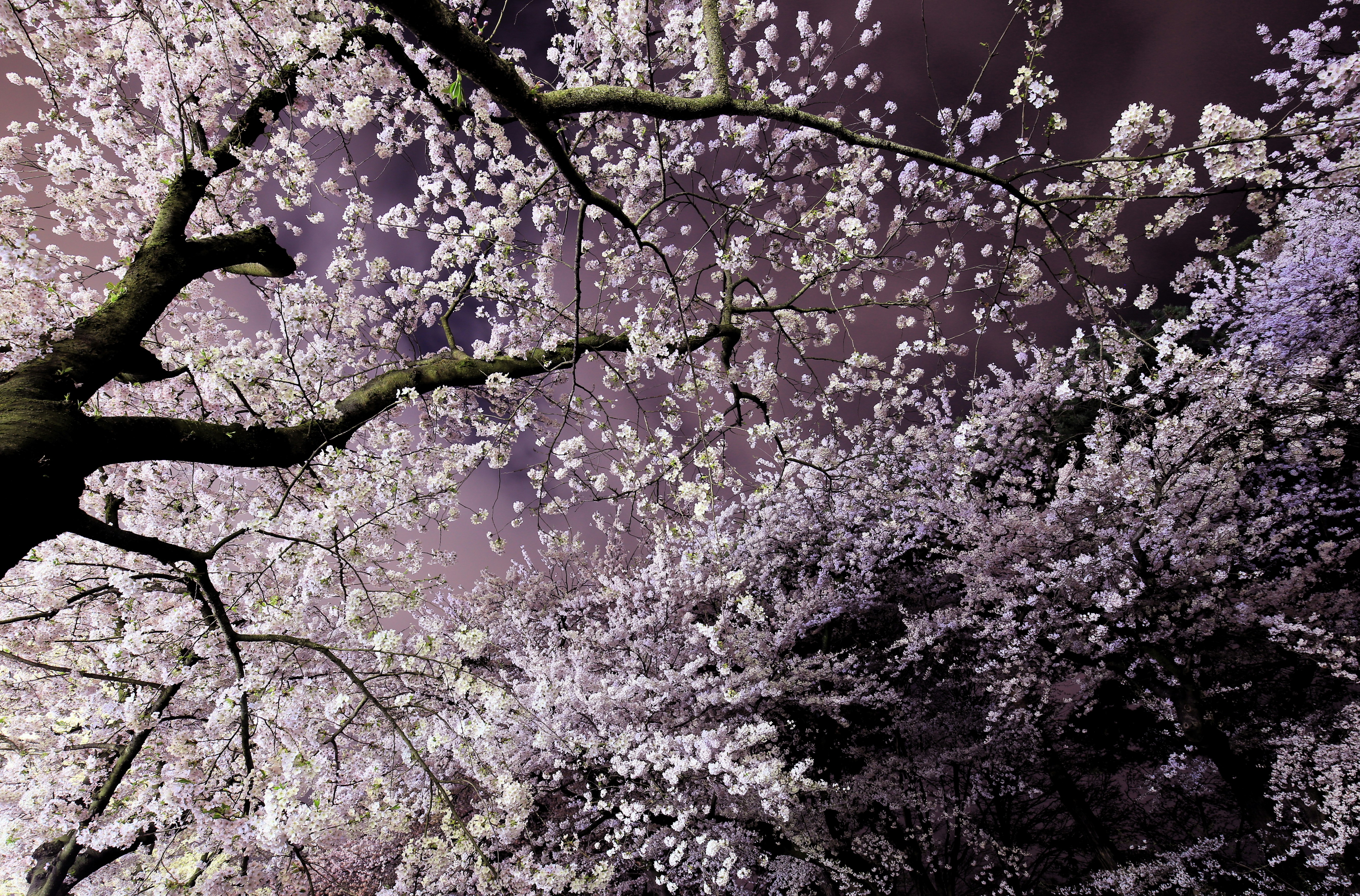 Photo by juntarou555