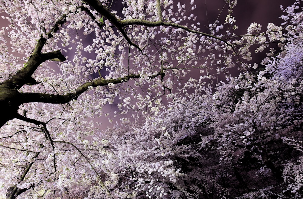 a black and white photo of a tree in bloom