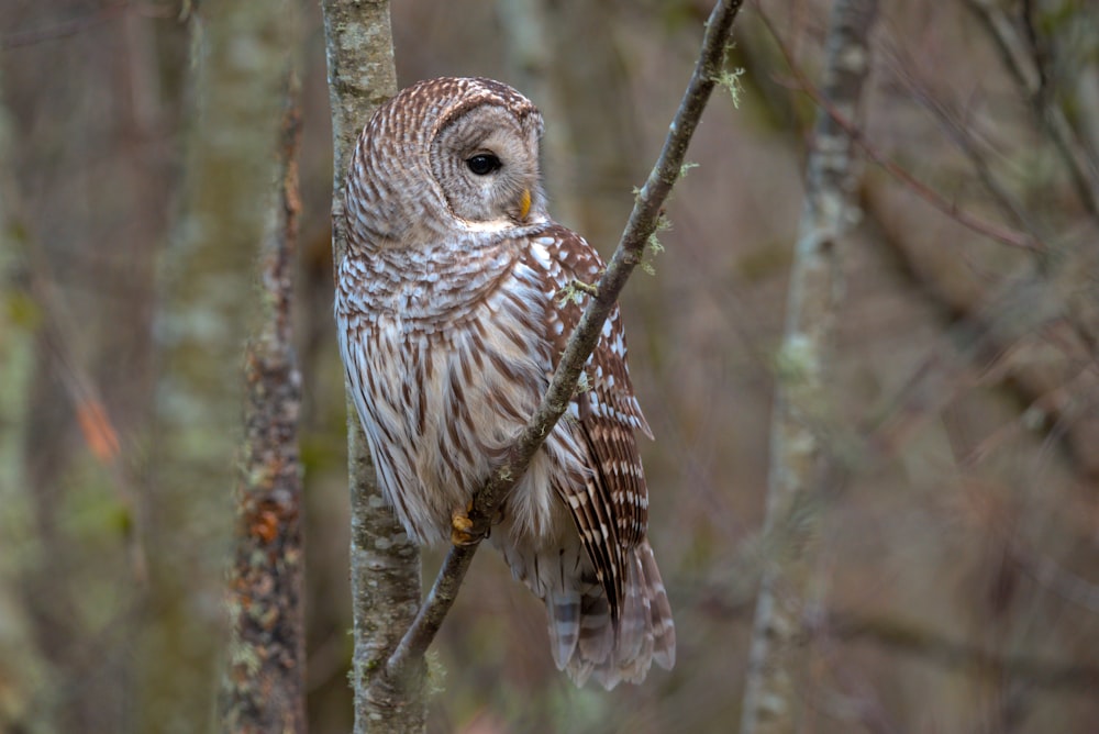 a barred owl perched on a tree branch