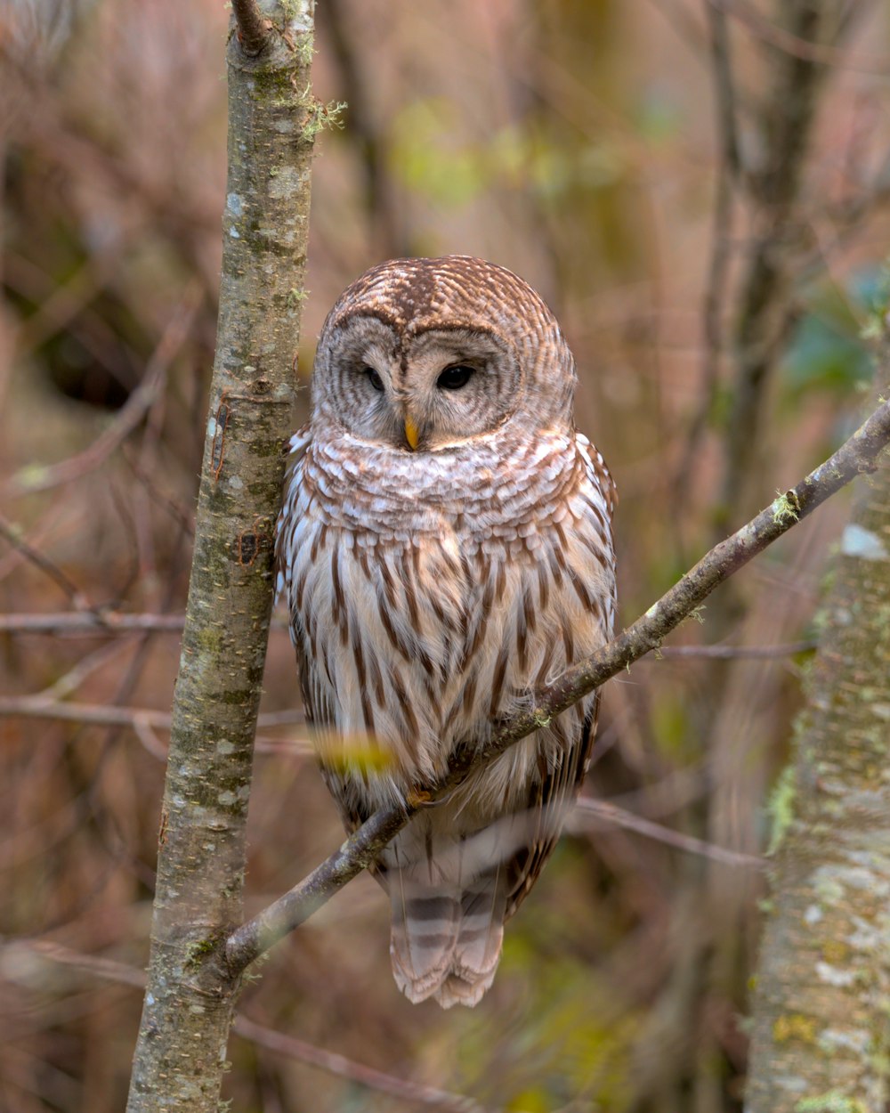 an owl is perched on a tree branch