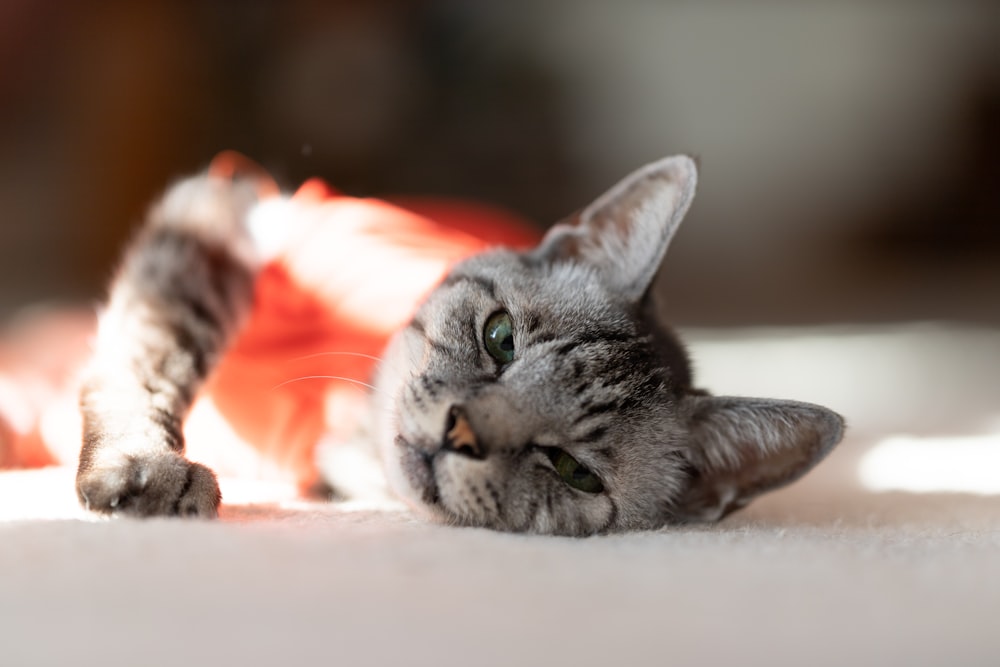 a cat laying on its back on the floor