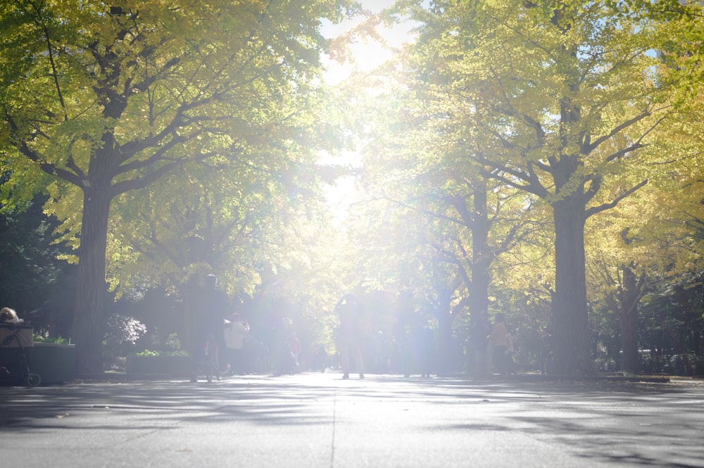 the sun shines through the trees on a sunny day