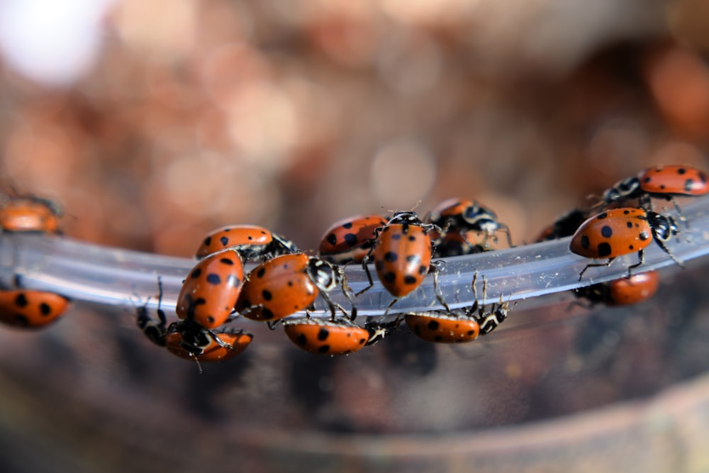 a group of ladybugs sitting on top of a metal tube