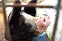 Close-up of a veterinarian inspecting pigs to ensure health and biosecurity.