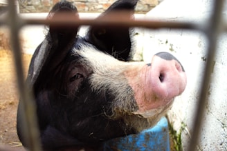 A close-up view of a pig peering through the bars of a pen, with its pink snout prominently visible. The texture of its black and white fur is evident, and there's a blue object behind it.