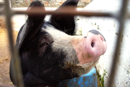 A close-up view of a pig peering through the bars of a pen, with its pink snout prominently visible. The texture of its black and white fur is evident, and there's a blue object behind it.