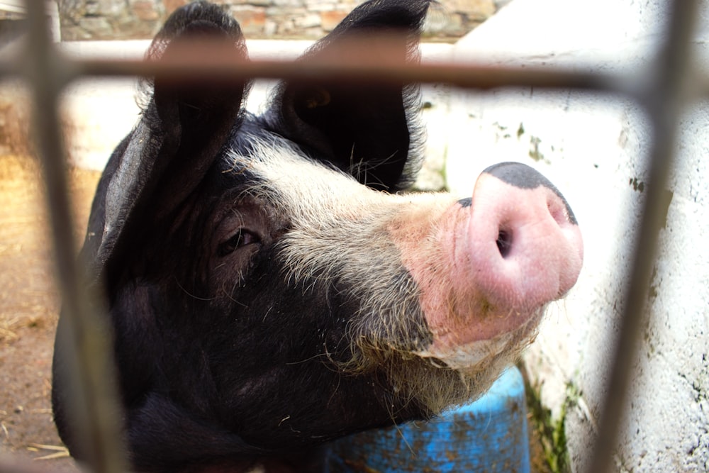 a black and white pig sticking its head through a fence