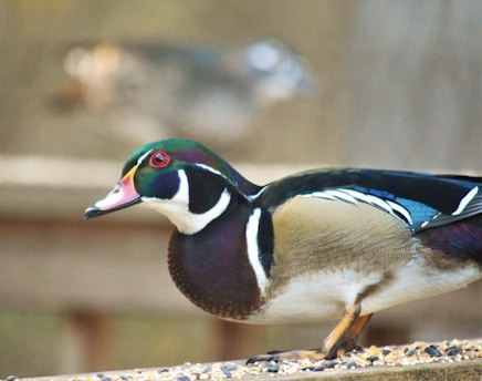A colorful duck stands on a surface scattered with small seeds. The bird showcases a vibrant array of colors including iridescent green, chestnut, and white feathers, with striking red eyes. The background is softly blurred, highlighting the duck as the focal point.
