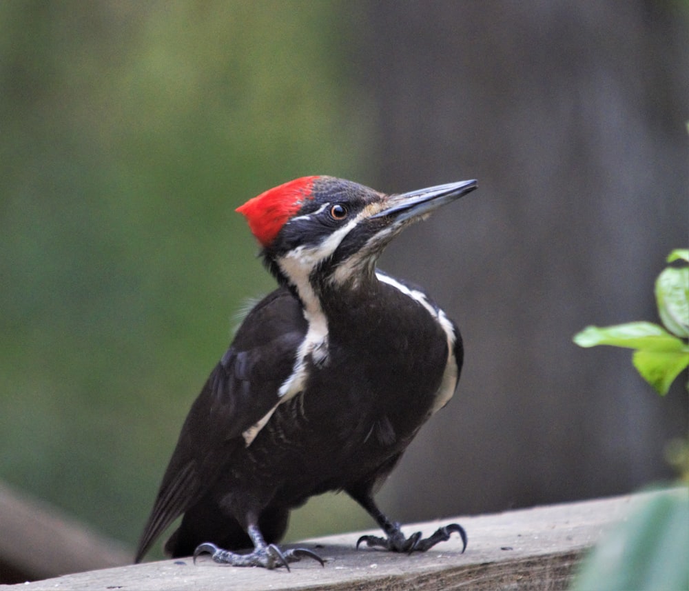 a black and white bird with a red head