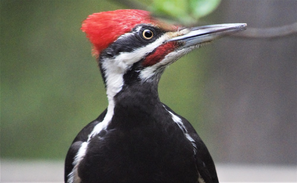a close up of a bird with a red head