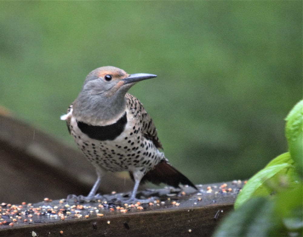 a small bird standing on top of a bird feeder