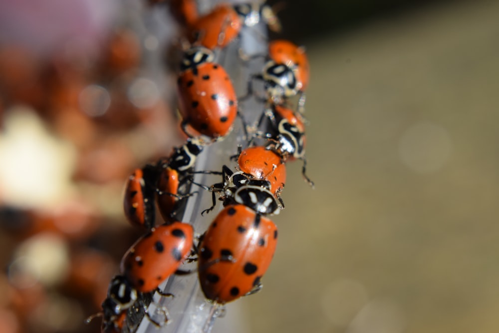 a group of ladybugs sitting on top of each other