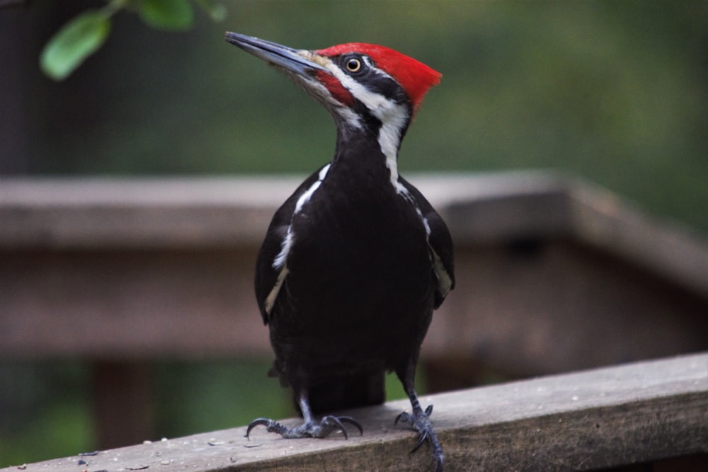 a black and white bird with a red head