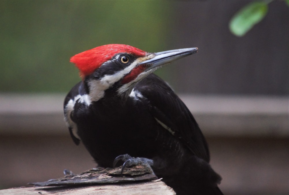 a black and white bird with a red head