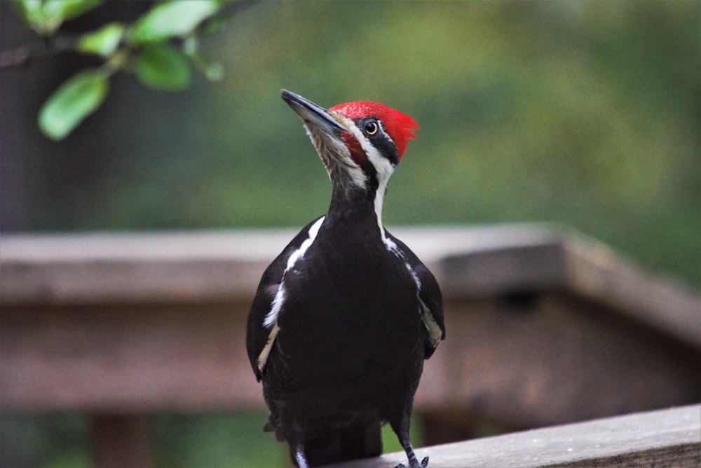 a black and white bird with a red head