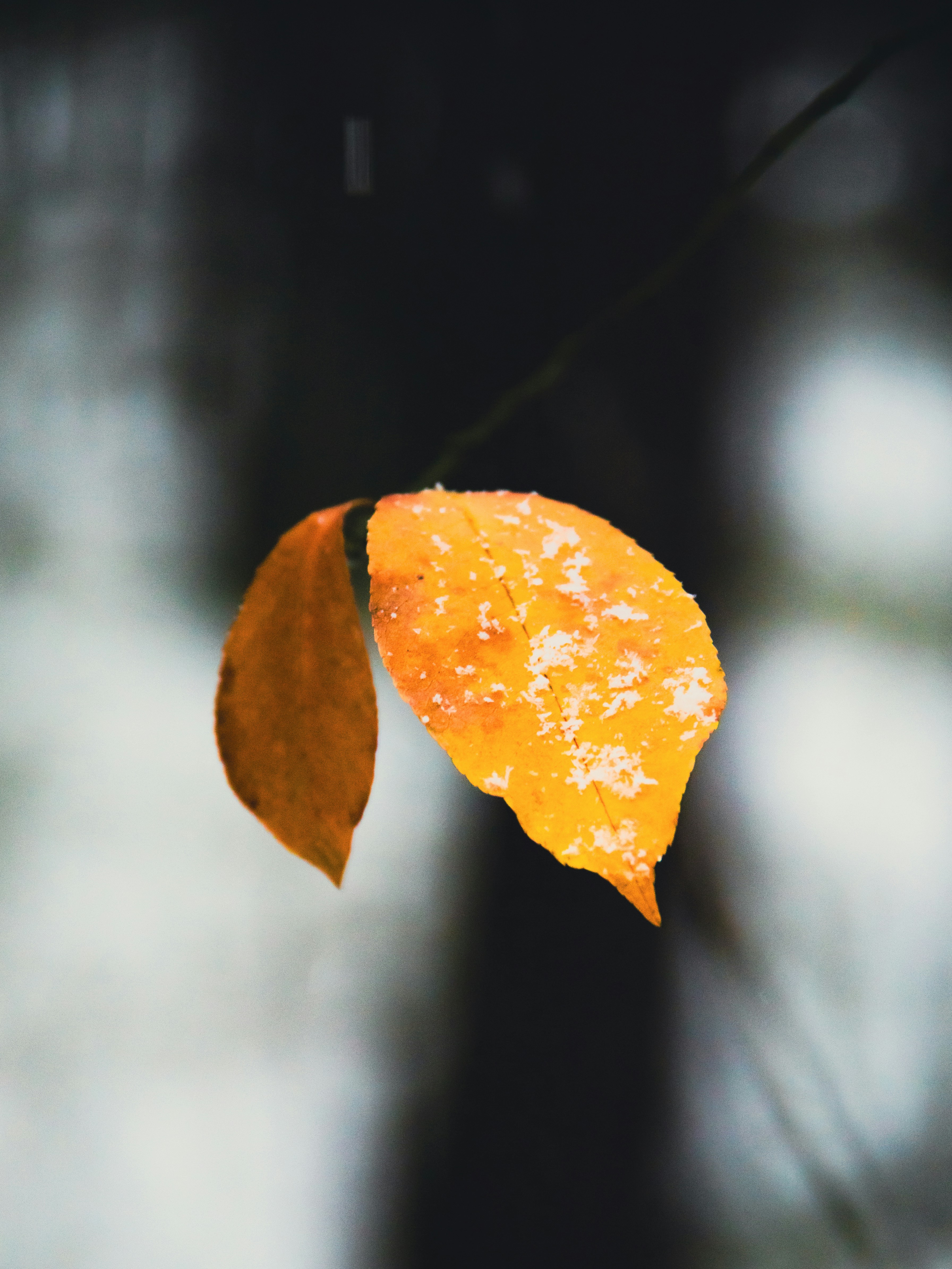 Photo by damiankarpinski_photo