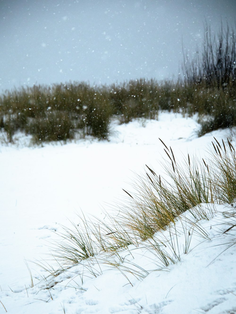 a snow covered field with grass and bushes