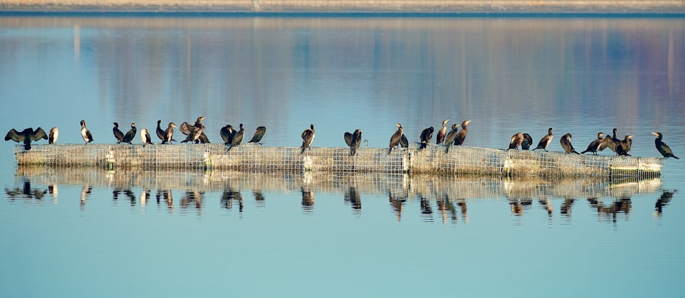 a flock of birds sitting on a log in the water