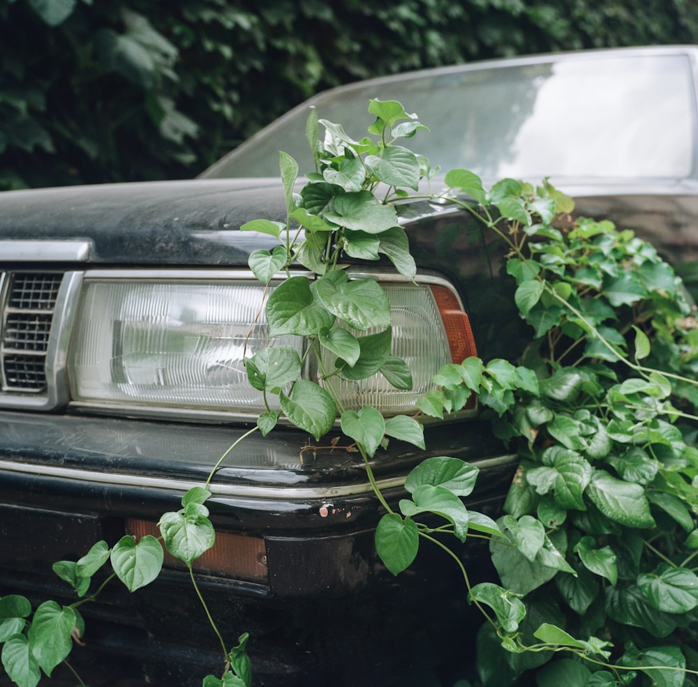 a plant growing on the hood of a car
