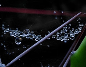 A spider web with numerous water droplets delicately suspended across its threads. The droplets reflect the surrounding environment, creating small, mirror-like surfaces. Thin strands of the web are visible against a dark background, with a mix of thinly scattered plant stems intersecting the image.