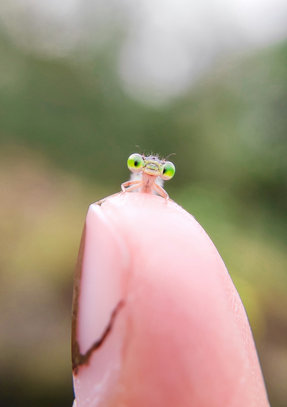 a tiny insect sitting on the tip of a finger