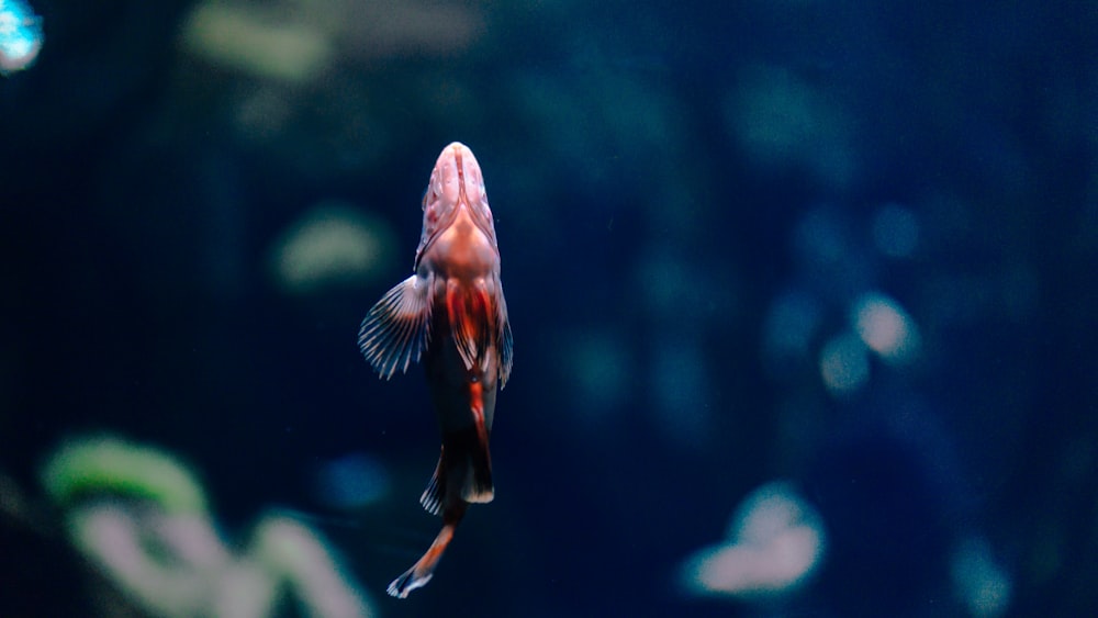 ein Goldfisch, der in einem Aquarium auf der Suche nach Nahrung schwimmt