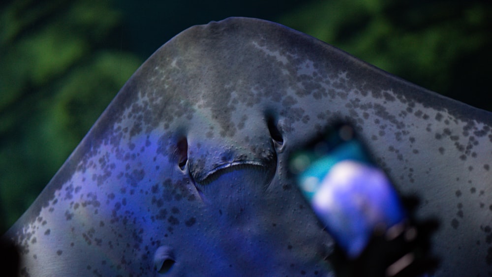 a close up of a fish with a blurry background