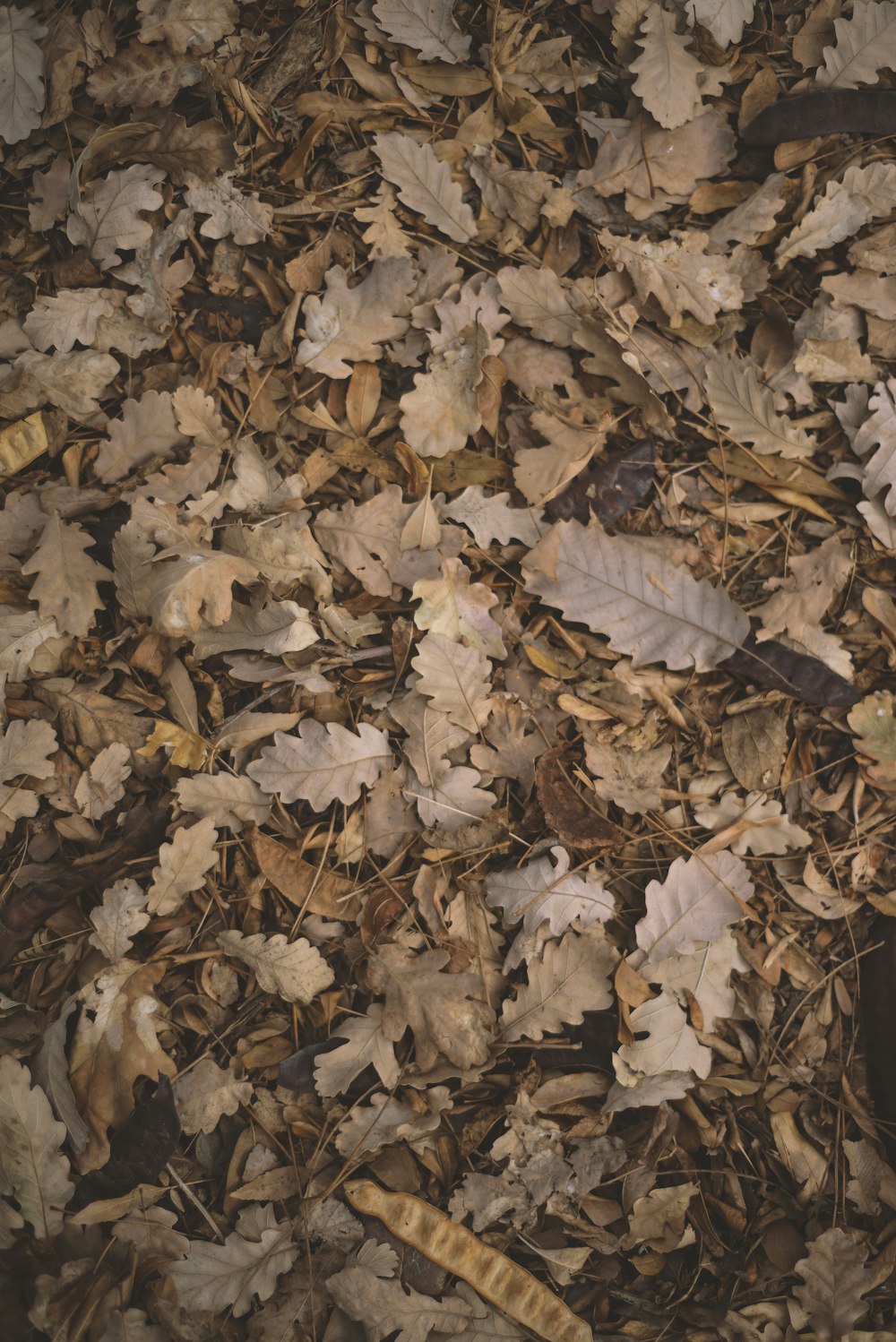 a cell phone laying on top of a pile of leaves